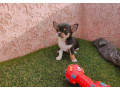 chiots-chihuahua-toy-small-1