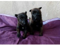 chiens-malinois-40-jours-a-vendre-small-0