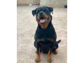 chiens-rottweiller-pedigree-a-vendre-small-0