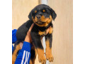 chiens-rottweiller-pedigree-a-vendre-small-1