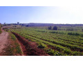 vente-ferme-19-hectares-a-tnine-chtouna-small-2