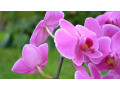 parfum-orchidee-small-0