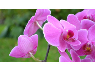 Parfum Orchidée