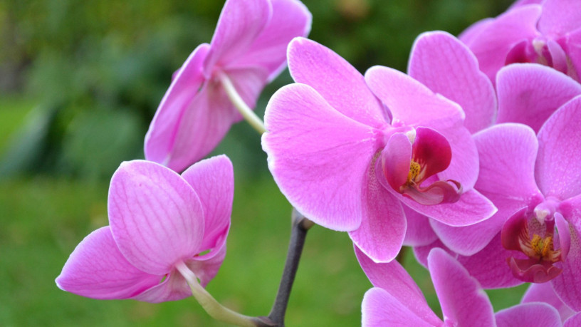 parfum-orchidee-big-0