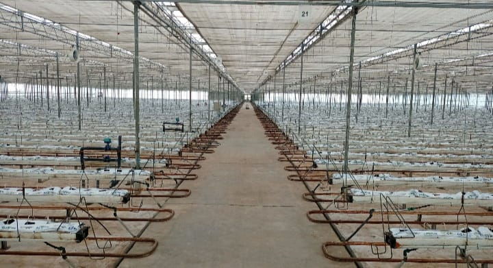 expert-en-agriculture-innovante-et-durable-specialiste-des-fermes-verticales-indoor-big-1